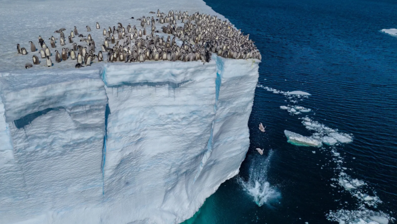 Naturaleza los pinguinos que saltan del acantilado 1