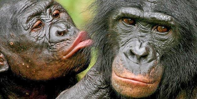 Naturaleza los primates cuidan la relacion de pareja 1