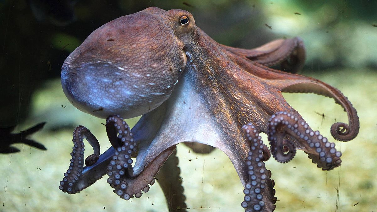 Naturaleza los pulpos tienen emociones complejas 3