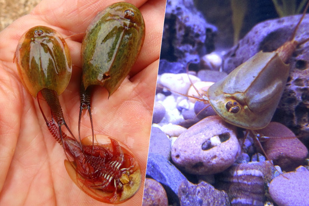 Naturaleza los triops o gambas dinosaurio 1