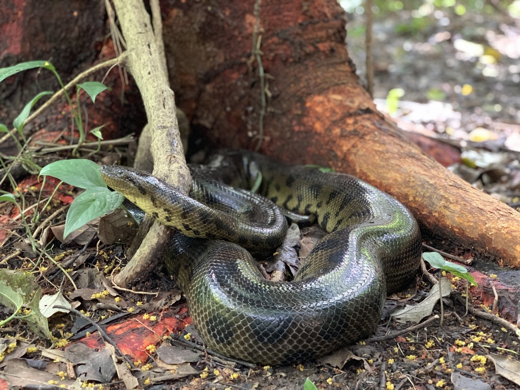 Naturaleza nueva especie de boa en bolivia 1