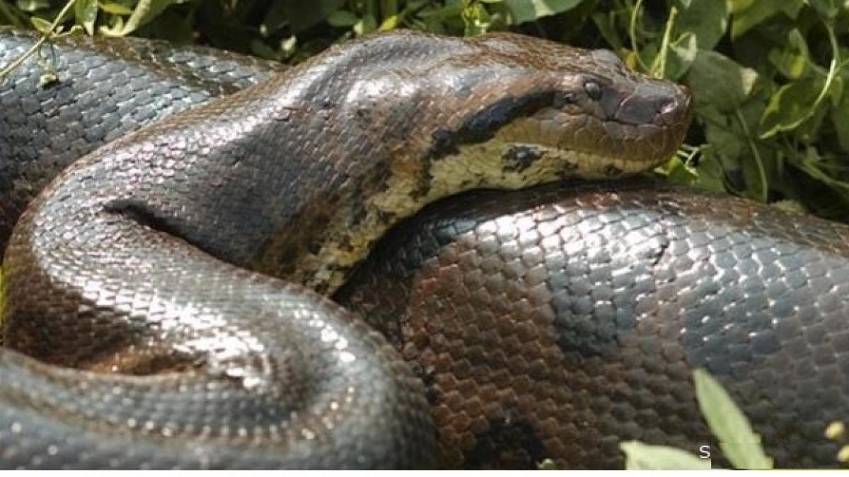 Naturaleza nueva especie de boa en bolivia 3