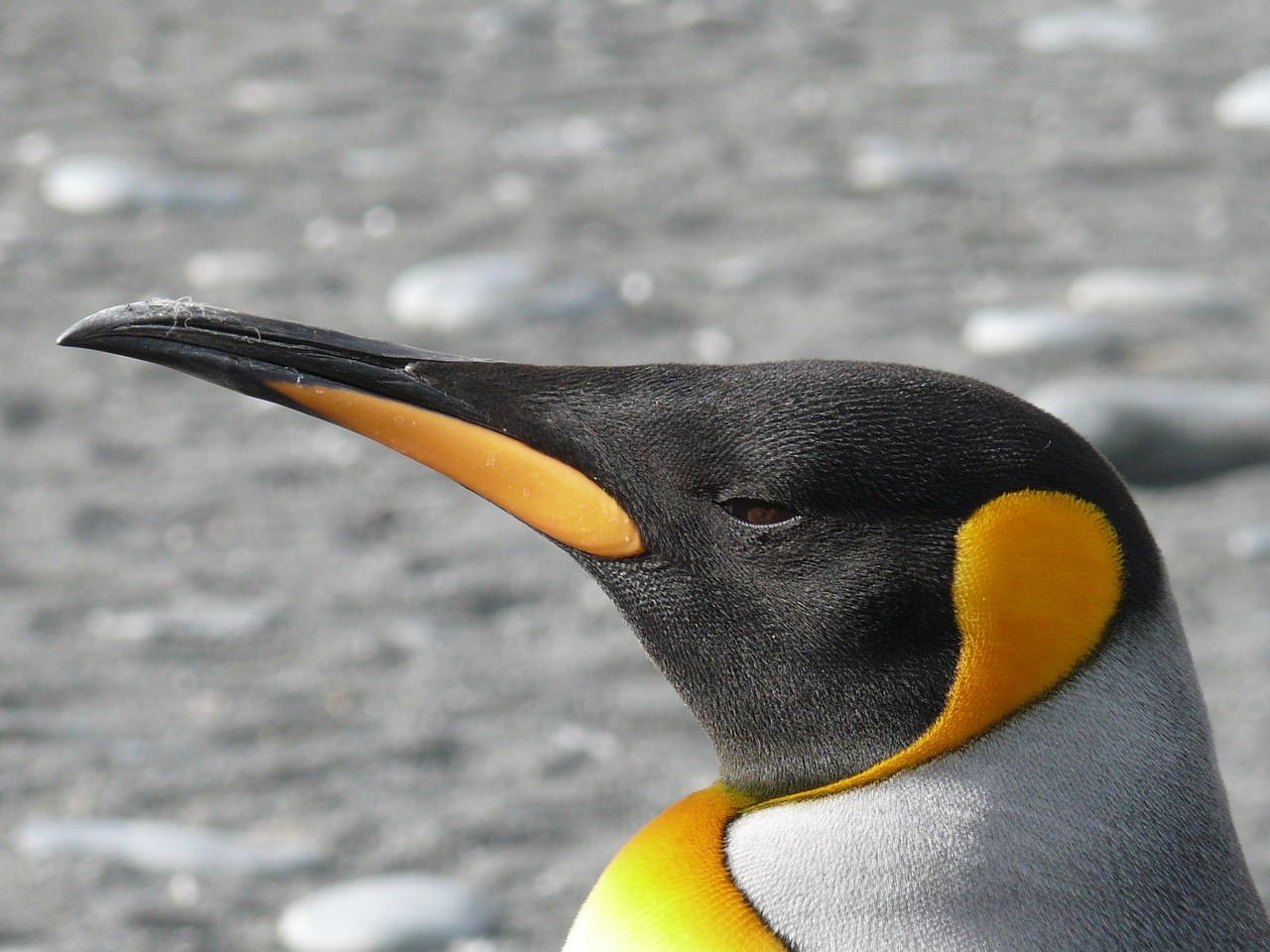 Ciencia operacion de cataratas para pinguinos ancianos 1