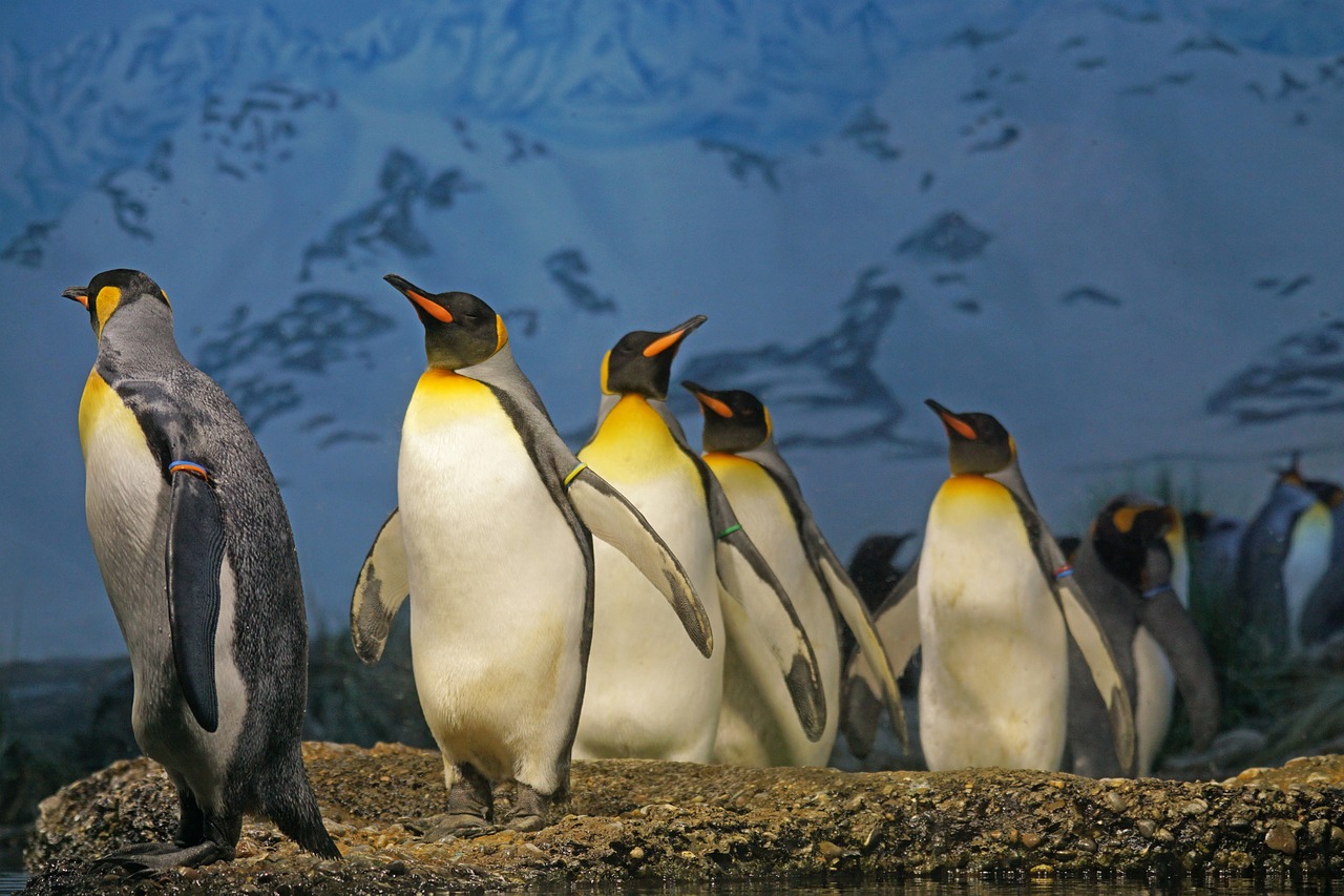 Ciencia operacion de cataratas para pinguinos ancianos 2