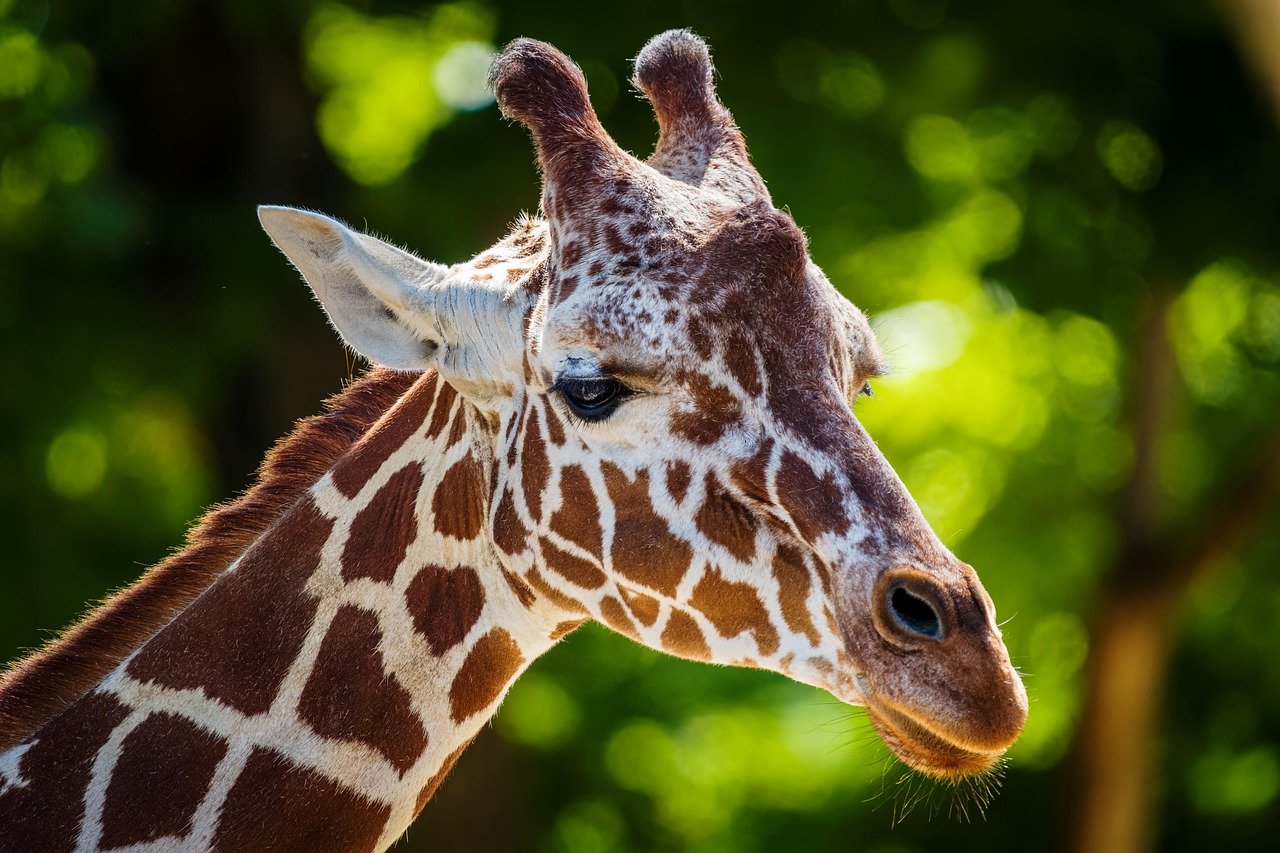 Naturaleza peculiaridades fascinantes de las jirafas 1