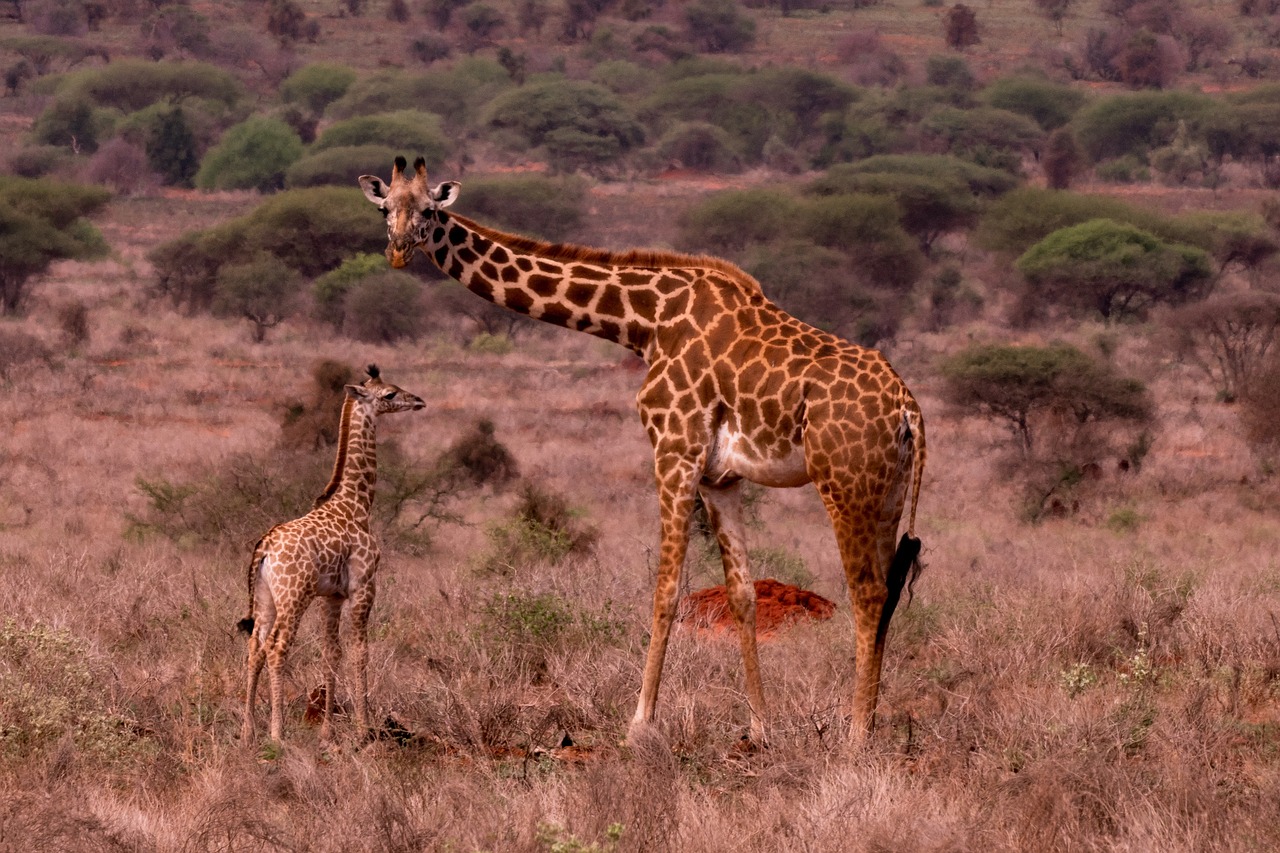 Naturaleza peculiaridades fascinantes de las jirafas 2