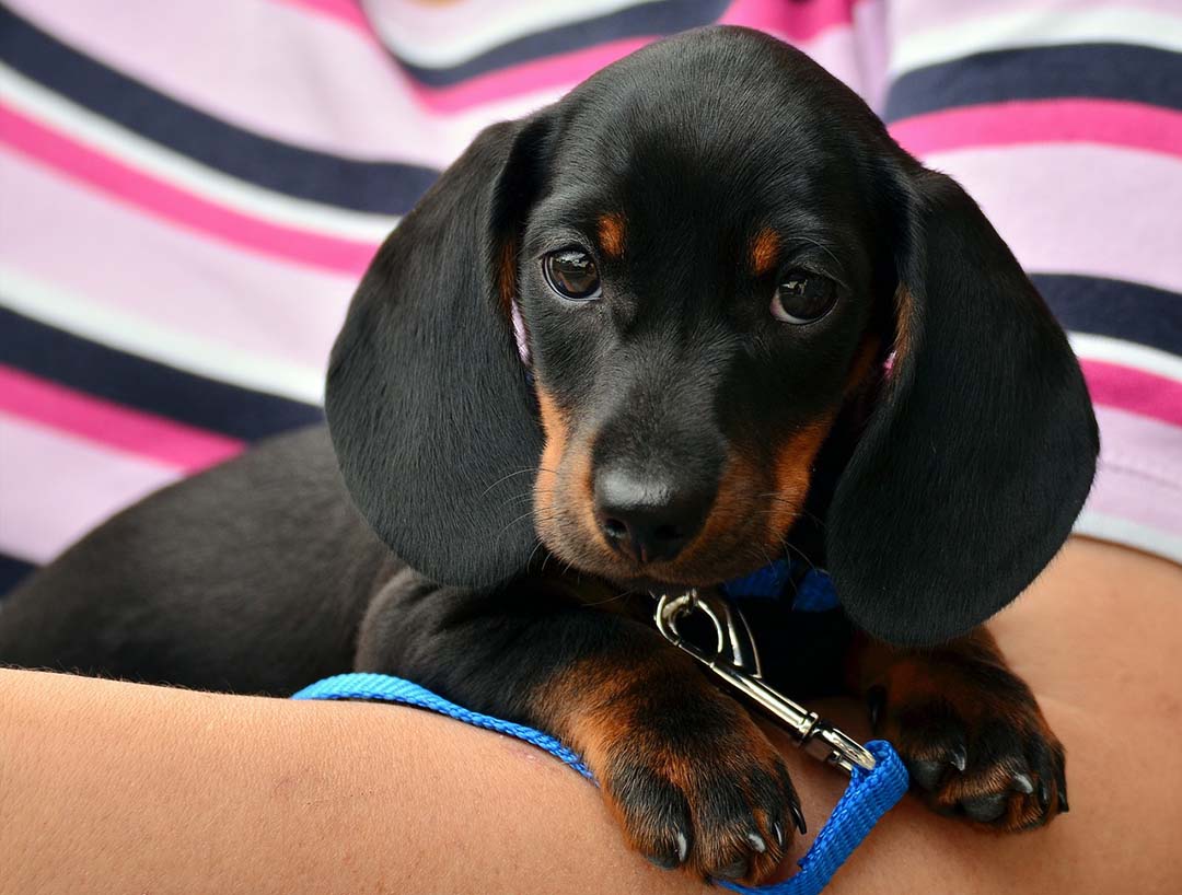 Curiosidades perro o gato eleccion que define tu personalidad 2