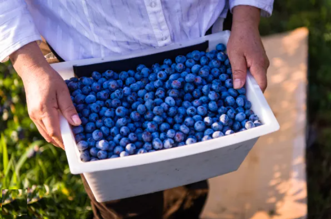 Curiosidades por que los arandanos son azules 3