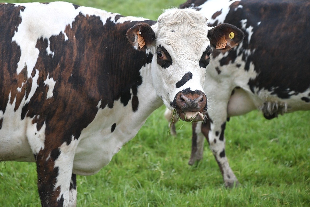 Naturaleza que es el ehe o covid de las vacas 1