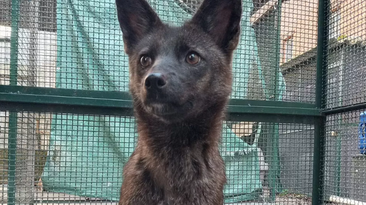 Curiosidades un nuevo hibrido entre perro y zorro 1