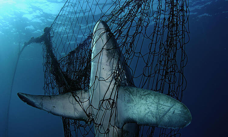 Naturaleza uno de cada siete tiburones esta en peligro 1