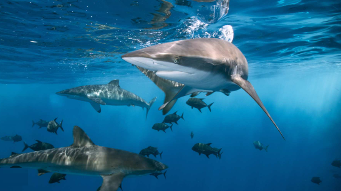 Naturaleza uno de cada siete tiburones esta en peligro 3