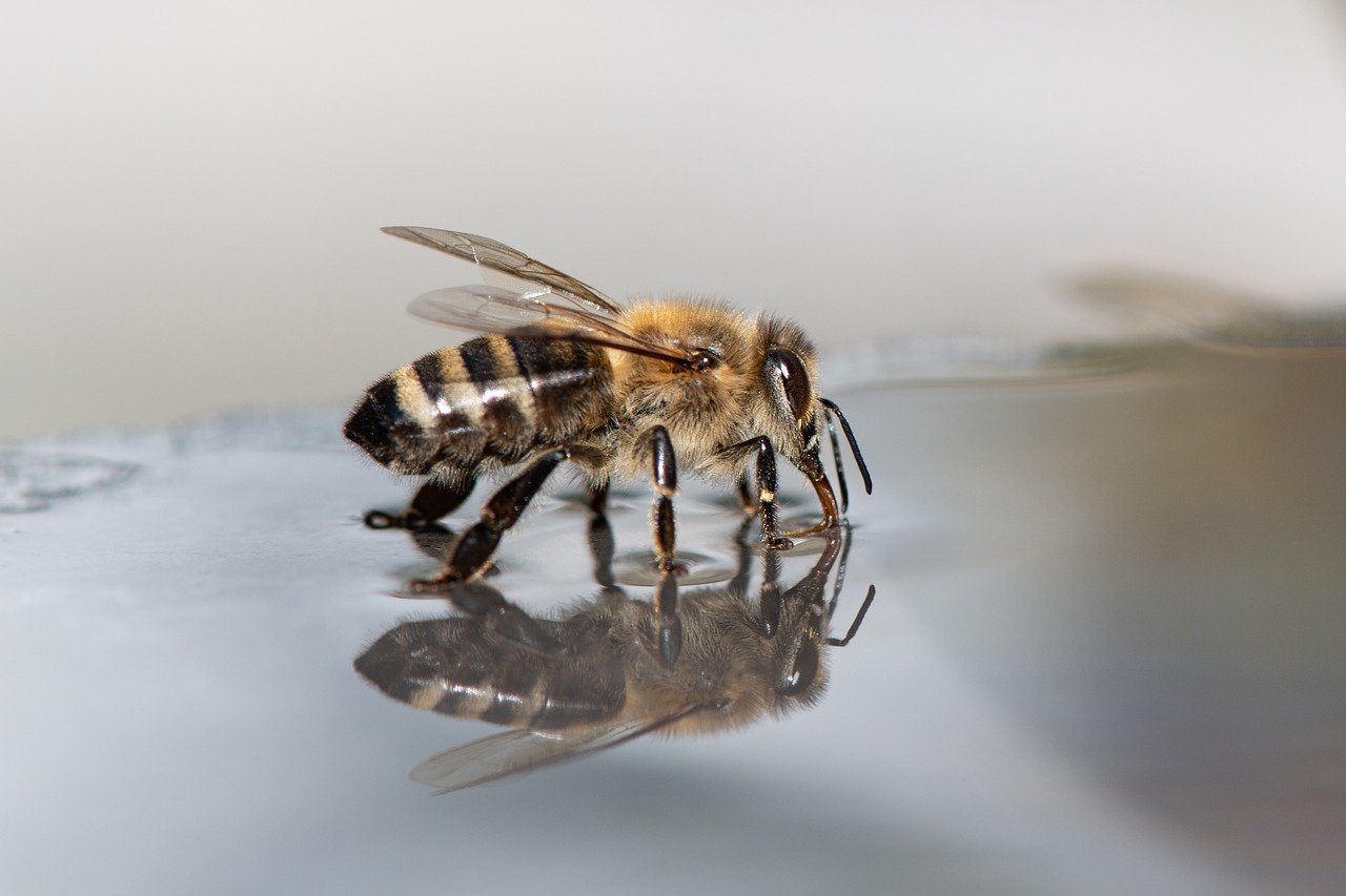 Ciencia vivir bajo el agua es posible para las abejas 1