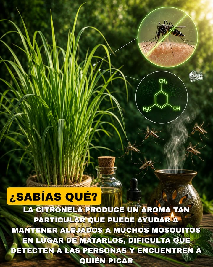 🚨🌿🦟😳 LA CITRONELA ES TAN EFECTIVA PARA AHUYENTAR INSECTOS QUE SU AROMA SE UTILIZA EN TODO EL MUNDO COMO REPELENTE NATURAL