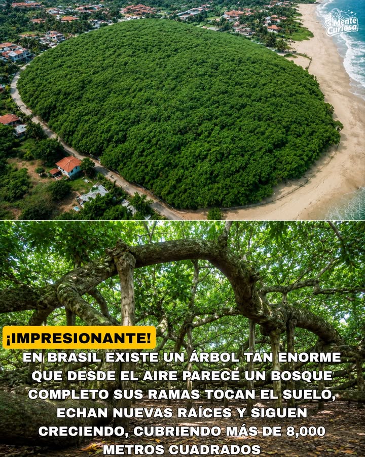 🚨🌳😳 EXISTE UN ÁRBOL TAN GRANDE QUE MUCHAS PERSONAS LO CONFUNDEN CON UN BOSQUE ENTERO
