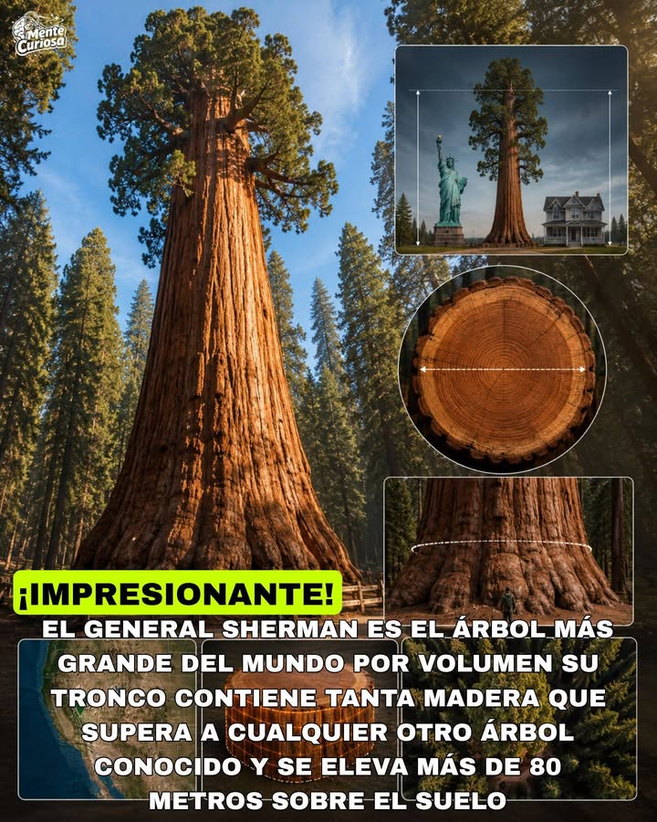 🚨🌳😳 EXISTE UN ÁRBOL TAN GIGANTE QUE SU TRONCO ES MÁS ANCHO QUE MUCHAS CASAS