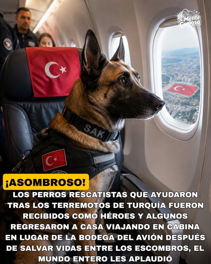 🚨🐕✈️❤️😳 TRAS LOS DEVASTADORES TERREMOTOS DE 2023, VARIOS PERROS RESCATISTAS FUERON TRATADOS COMO HÉROES NACIONALES EN TURQUÍA
