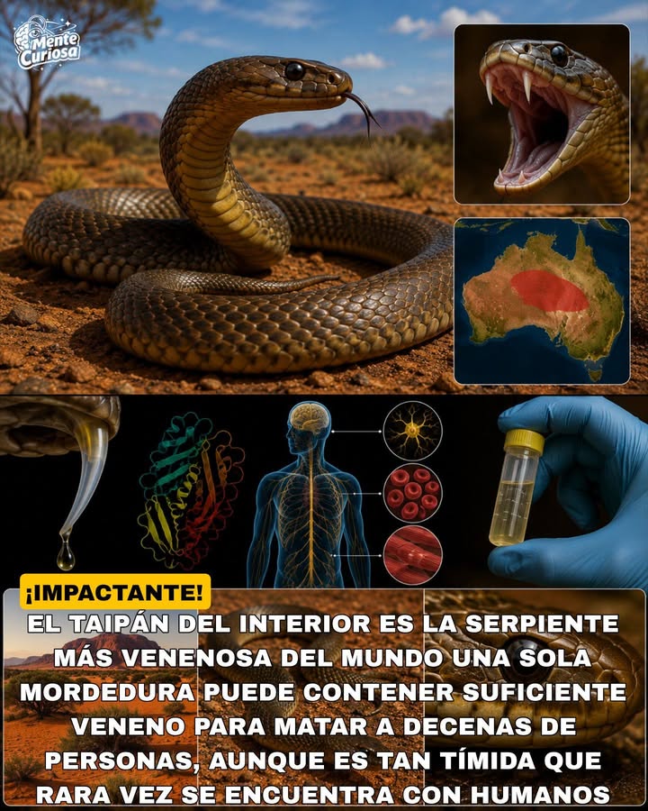 🚨🐍☠️😳 LA SERPIENTE MÁS VENENOSA DEL MUNDO PUEDE MATAR A DECENAS DE PERSONAS CON UNA SOLA MORDEDURA
