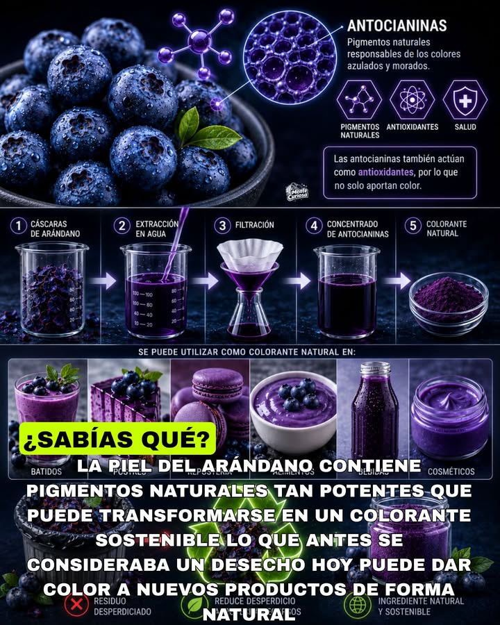 🚨🫐🎨😳 LA PIEL DEL ARÁNDANO PUEDE CONVERTIRSE EN COLORANTE NATURAL