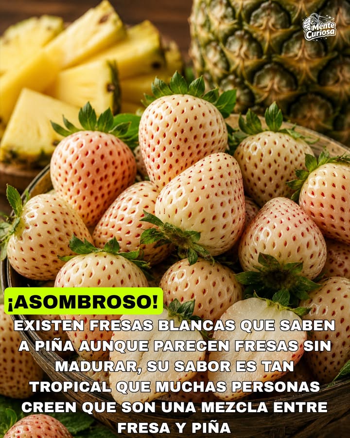 🚨🍓🍍😳 EXISTEN FRESAS QUE SABEN A PIÑA