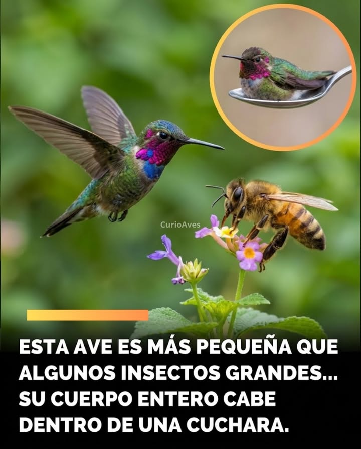 In Cuba's gardens and forests, a tiny shadow zumbles among the flowers at a speed that's hard to keep up with