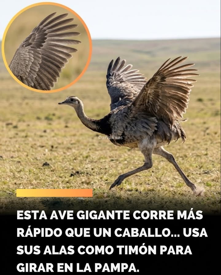 En las vastas llanuras de Sudamérica, donde el horizonte parece extenderse sin fin y los pastizales se mecen bajo el viento, una...