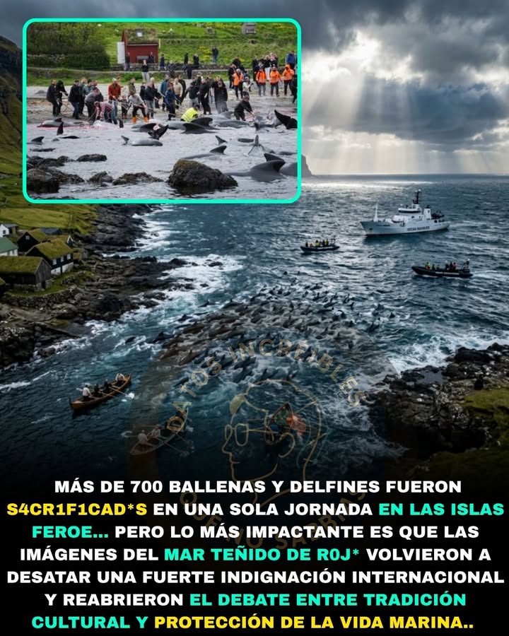 🐋🩸🚨 MÁS DE 700 BALLENAS Y DELFINES FUERON S4CRIFIC4D*S EN UN SOLO DÍA… Y EL MUNDO VUELVE A DEBATIR UNA TRADICIÓN QUE GENERA INDI...