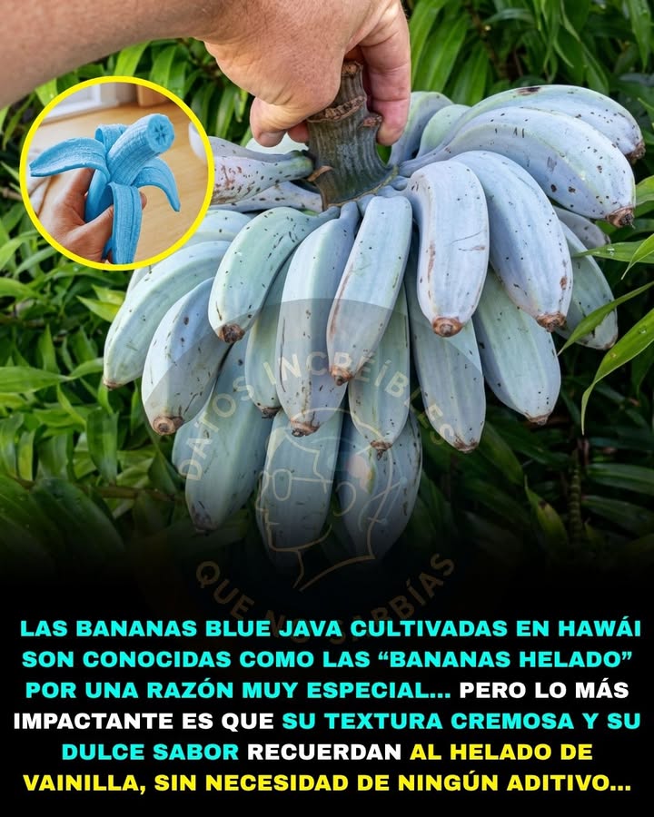 🍌💙🚨 EXISTE UNA BANANA AZUL QUE MUCHOS ASEGURAN QUE SABE A HELADO DE VAINILLA