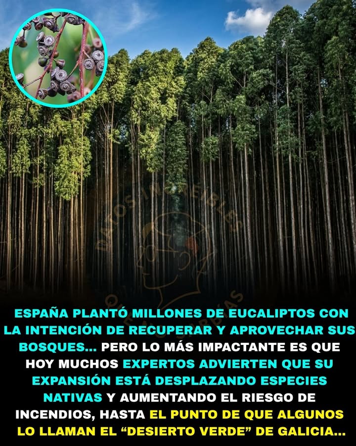 🌳⚠️🚨 EL ÁRBOL QUE PARECE UN BOSQUE… PERO QUE MUCHOS CIENTÍFICOS LLAMAN “DESIERTO VERDE”