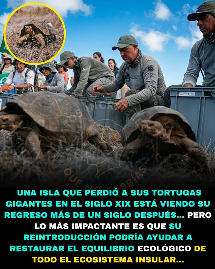 🐢🌿🚨 DESAPARECIERON HACE 180 AÑOS… Y ACABAN DE REGRESAR A CASA