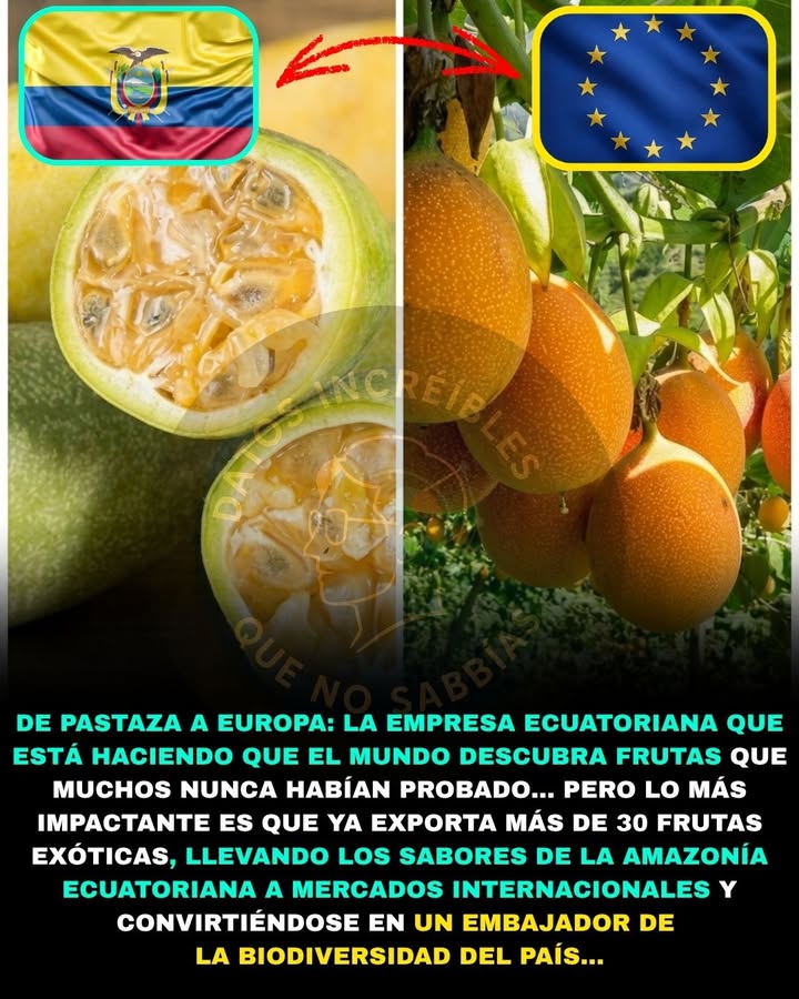 🍈🌎🚨 COMENZARON CULTIVANDO UNA FRUTA EN LA AMAZONÍA… Y TERMINARON LLEVANDO MÁS DE 30 PRODUCTOS ECUATORIANOS AL MUNDO