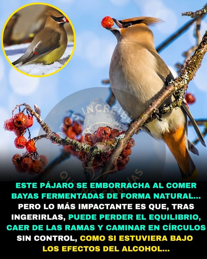 🍇🐦🚨 EL AVE QUE PUEDE "EMBORRACHARSE" COMIENDO FRUTA