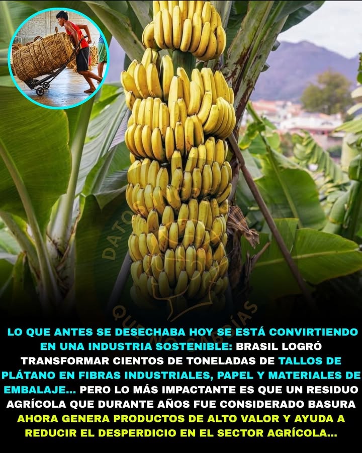 🍌🌱🚨 BRASIL ESTÁ CONVIRTIENDO LOS DESECHOS DEL PLÁTANO EN ROPA, PAPEL Y ENVASES ECOLÓGICOS