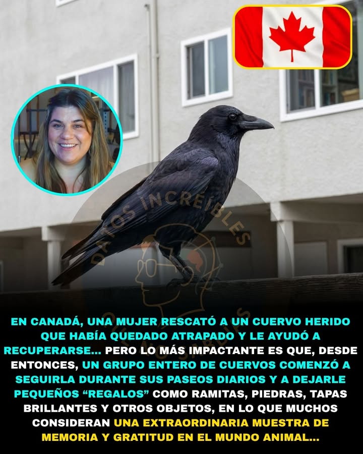 🐦🎁❤️ RESCATÓ A UN CUERVO ATRAPADO… Y AHORA UNA BANDADA ENTERA LE DEJA REGALOS TODOS LOS DÍAS