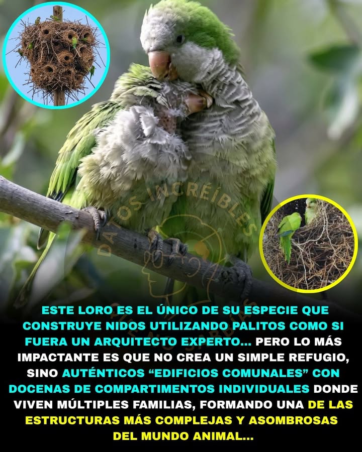 🦜🏢🌳🚨 EXISTE UN AVE QUE CONSTRUYE AUTÉNTICOS "EDIFICIOS DE APARTAMENTOS" ENTRE LOS ÁRBOLES