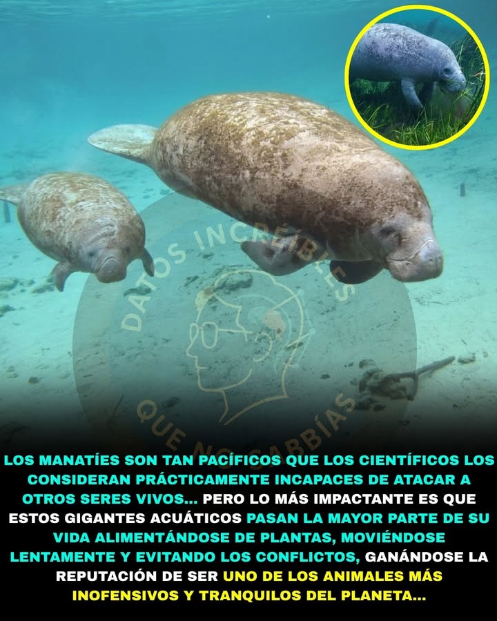 🦣🌊💙 LOS MANATÍES TIENEN UNA REPUTACIÓN ÚNICA EN EL REINO ANIMAL… Y HAY UNA RAZÓN MUY ESPECIAL DETRÁS DE ELLO