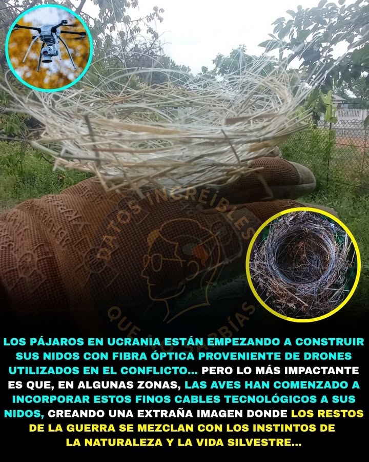 🦅🛰️⚠️ LOS PÁJAROS EN UCRANIA ESTÁN CONSTRUYENDO SUS NIDOS CON CABLES DE DRONES DE GUERRA