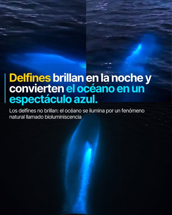 🐬✨ Aunque parece que los delfines producen luz, en realidad el brillo no viene de ellos, sino del agua que los rodea