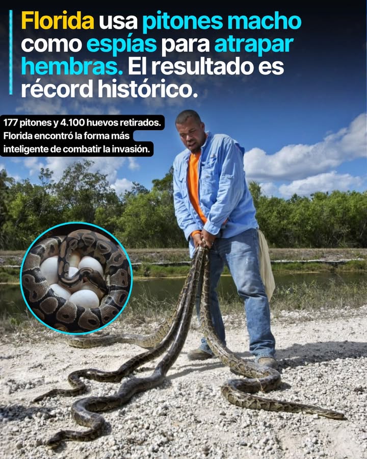 Para atrapar a una pitón hembra, Florida usa a un pitón macho