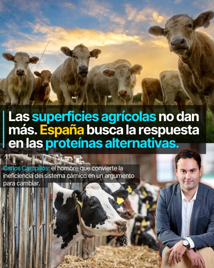 Carlos Campillos tiene un número que lo dice todo: para producir una caloría de ternera se necesitan 34 calorías de alimentación...
