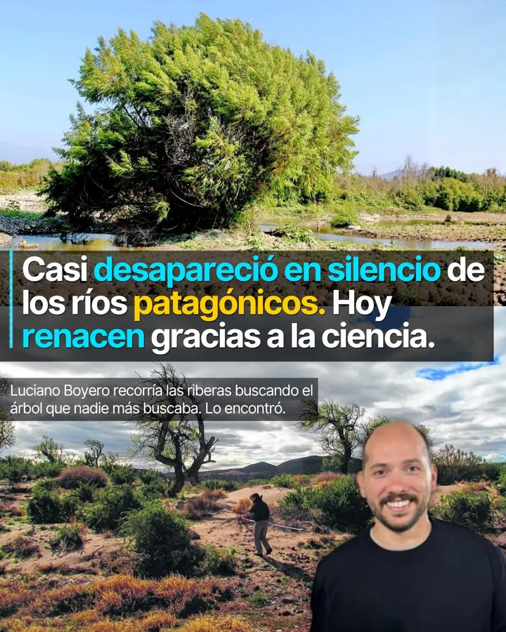 Luciano Boyero recorría las riberas de los ríos Limay, Neuquén y Negro buscando algo que casi nadie más buscaba: el sauce crioll...