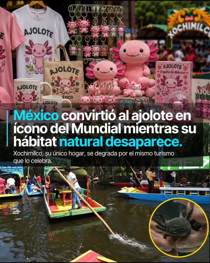 Durante el Mundial 2026, la imagen del ajolote está en todas partes en la Ciudad de México