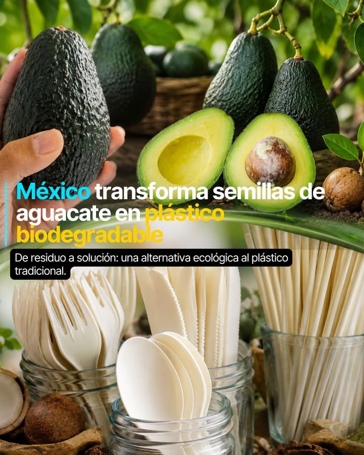 🥑♻️ Scott Munguía, ingeniero químico mexicano, desarrolló una tecnología capaz de convertir semillas de aguacate en bioplástico