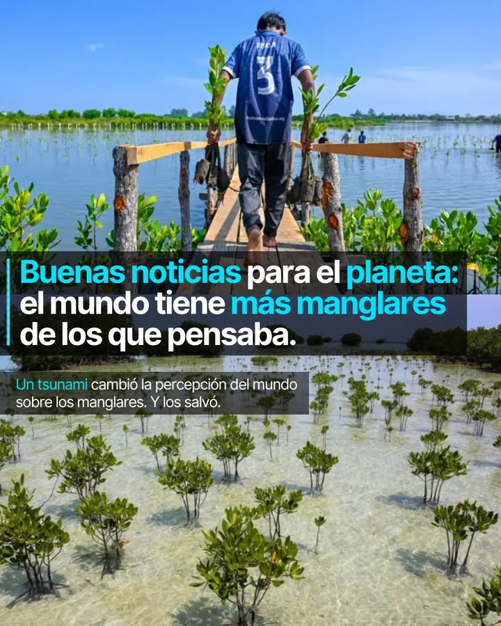 Durante décadas los destruimos