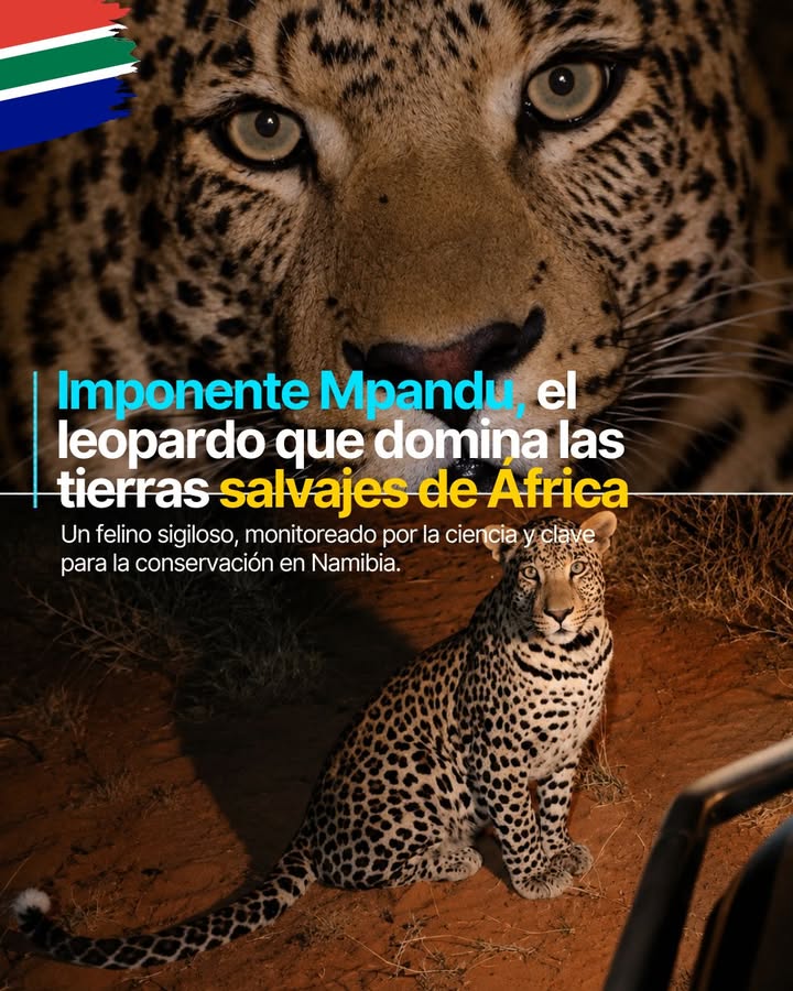 🐆 El leopardo africano es uno de los felinos más sigilosos del mundo