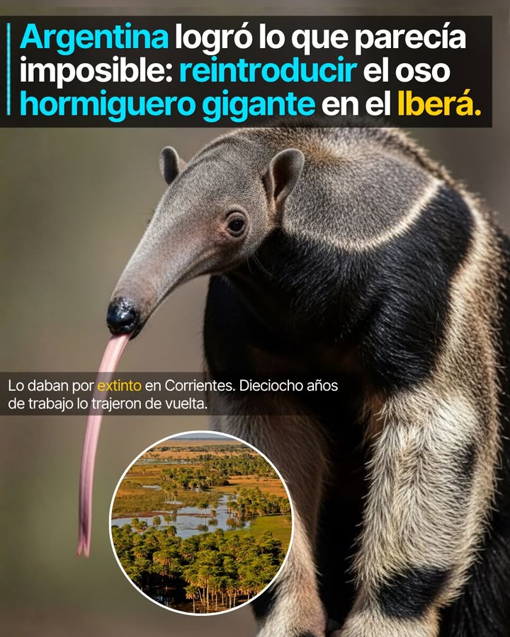 Durante décadas nadie lo vio en Corrientes