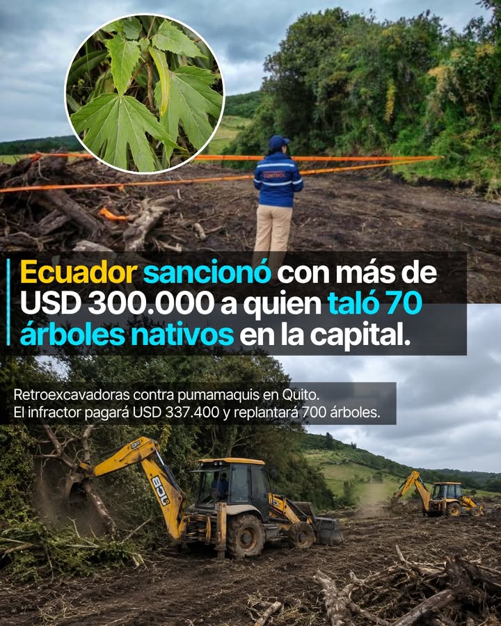 Setenta árboles nativos en Quito