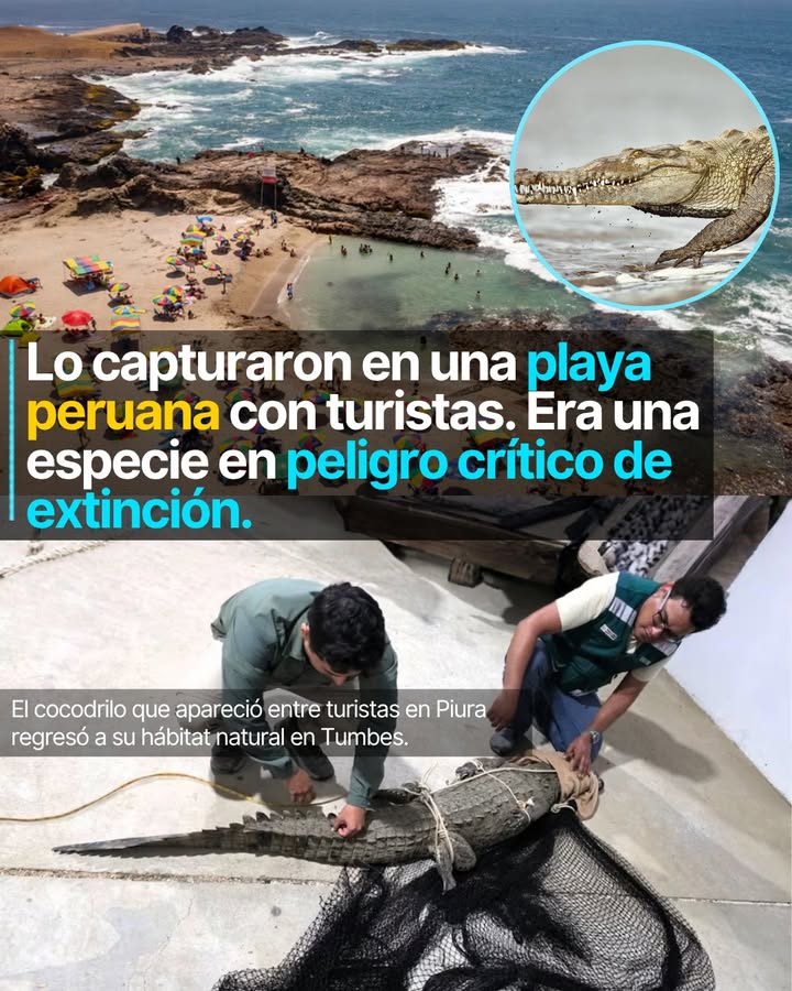 Lo encontraron en una playa turística de Los Órganos, en Piura