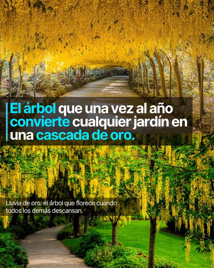 Una vez al año, cuando llega el calor, este árbol hace algo que pocos olvidan