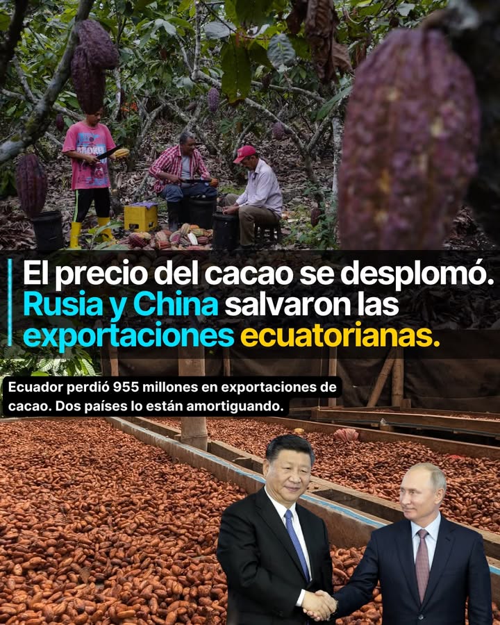 El precio global del cacao cayó